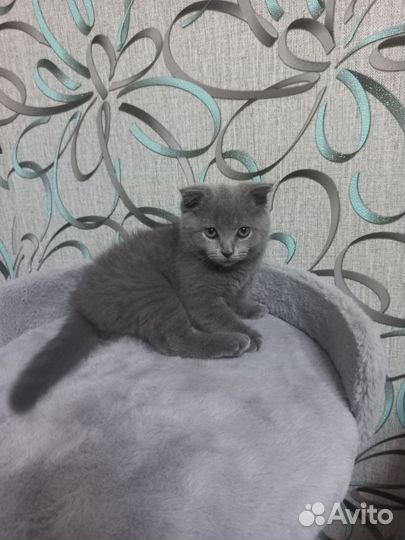 Продам кошечку