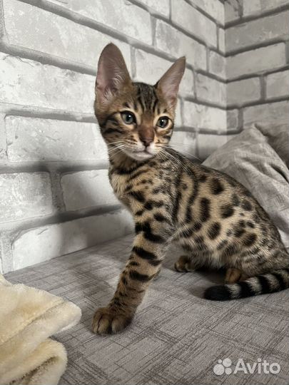 Бенгальский кот