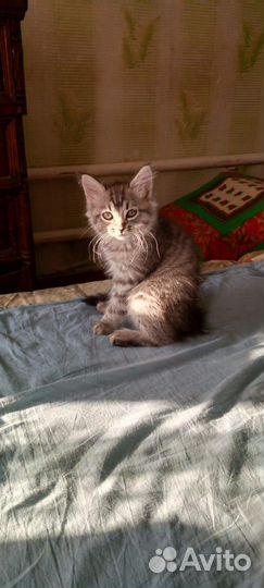 Кошка в дар бесплатно