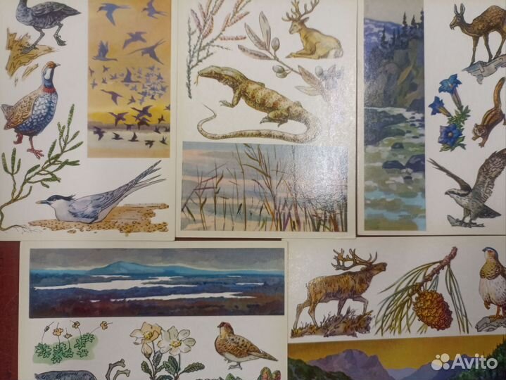 Открытки с ботаническими иллюстрациями