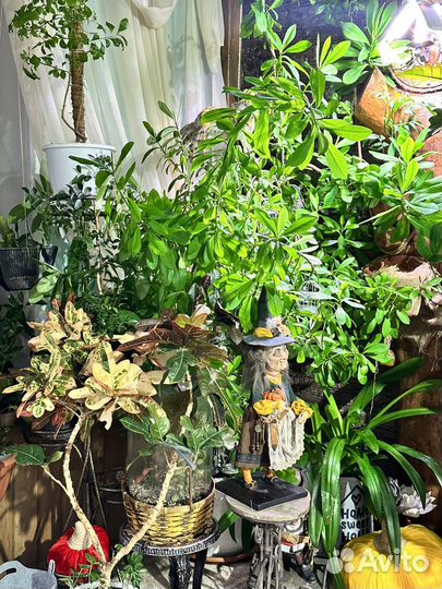 Комнатные растения