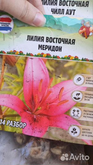 Лилия луковицы