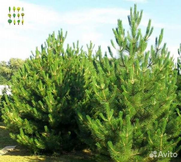 Крупномер сосна с гарантией