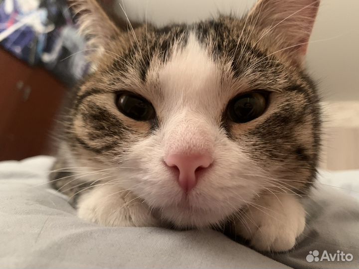 Котёнок мальчик.Отдам в добрые руки
