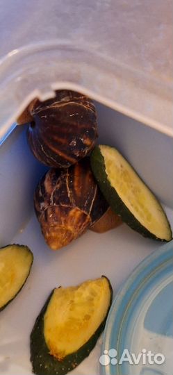 Улитки ахатины бесплатно