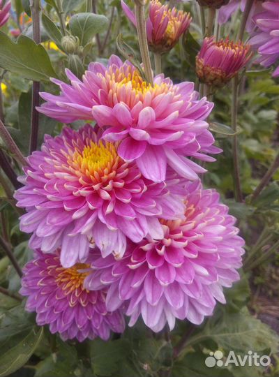 Хризантемы многолетние