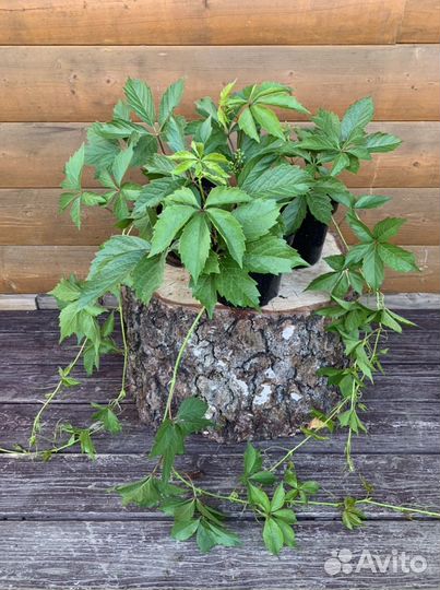 Виноград девичий