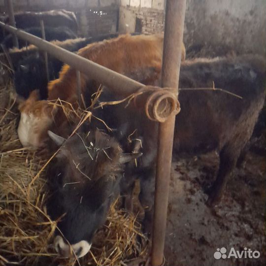 Бычки на откорм 9 мес и год