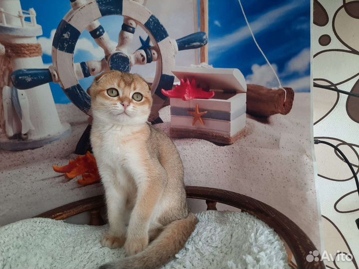 Шотландские малыши с документами