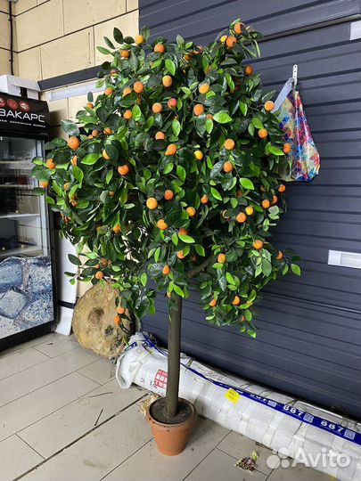 Дендробиум