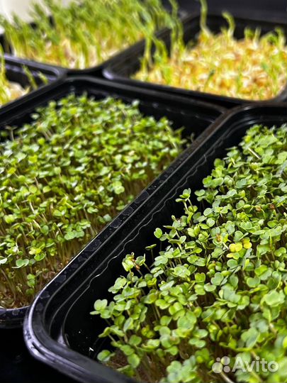 Микрозелень / готовая зелень горох и другие