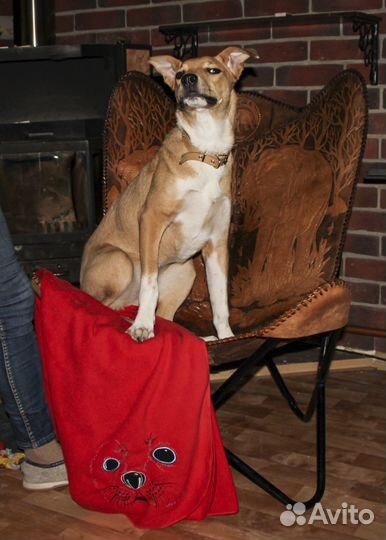 Метис амстафа, стерильная, 7 мес в хорошие руки