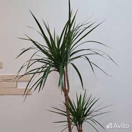 Пальма драцена