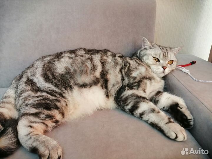 Кот британец