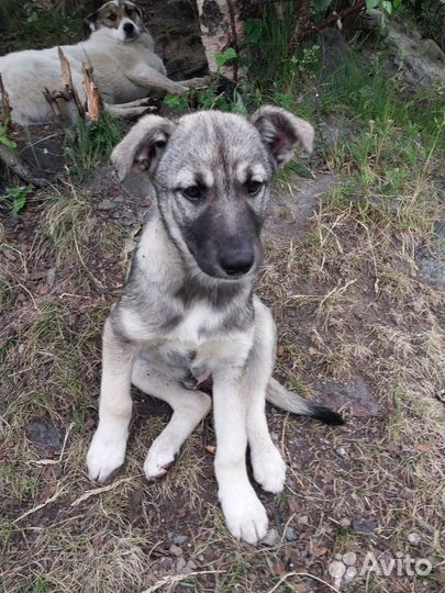 Щенки в добрые руки