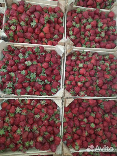 Клубника свежая