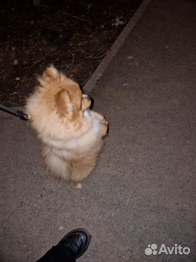 Вязка собак шпиц