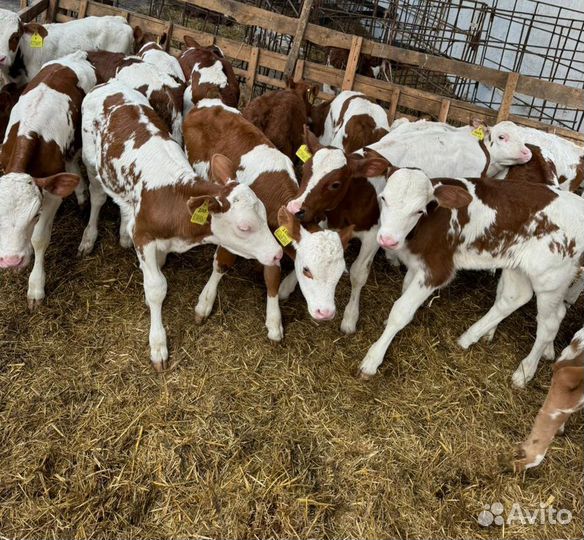 К Телята на откорм