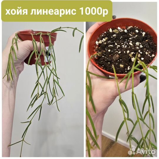 Хойя линеарис, мачо, амагрис, макулата, полли