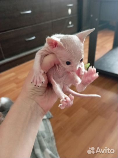 Донской сфинкс котята