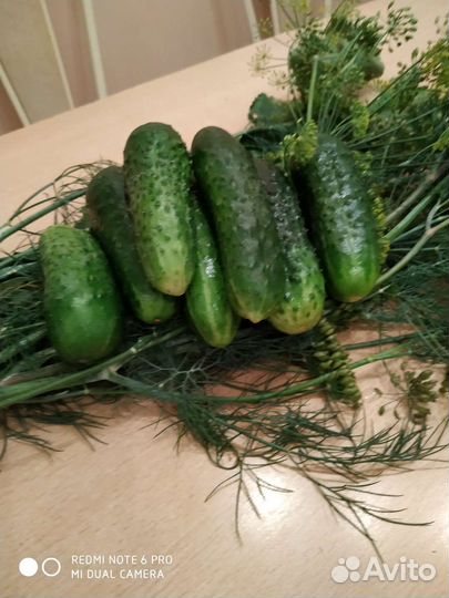 Огурцы свежие, кабачки,морковь, картофель