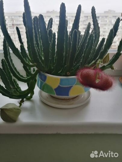 Стапелия, любителям суккулентов