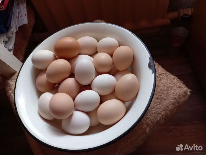 Домашние куриные яйца