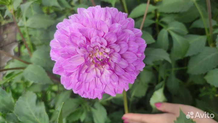 Георгины клубни