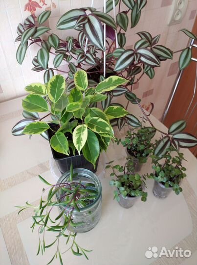 Фикус Бенджамина, Каллизия и др