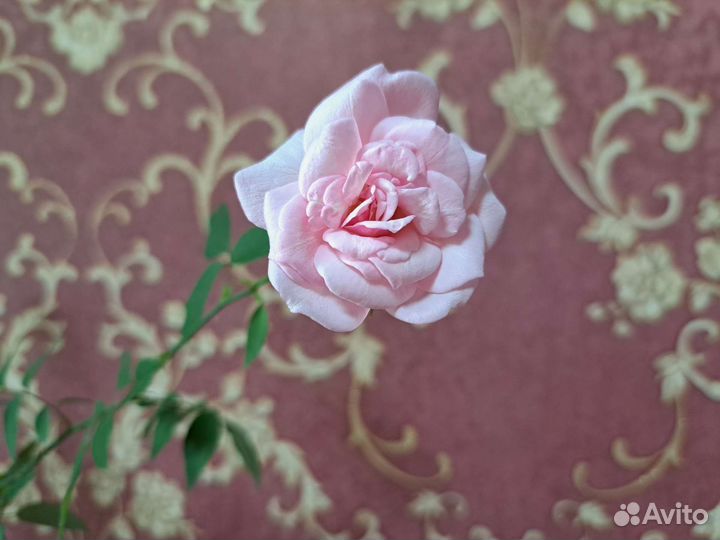 Роза комнатная Розовая
