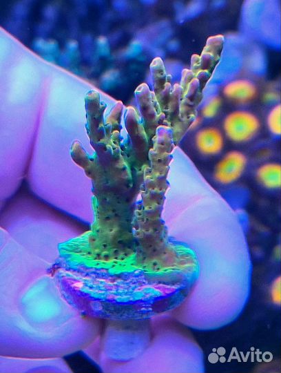 Кораллы для морского аквариума