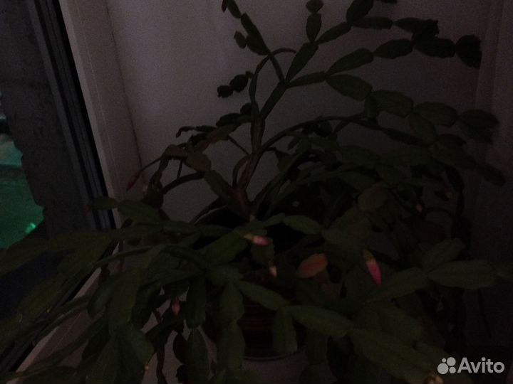 Диффенбахия