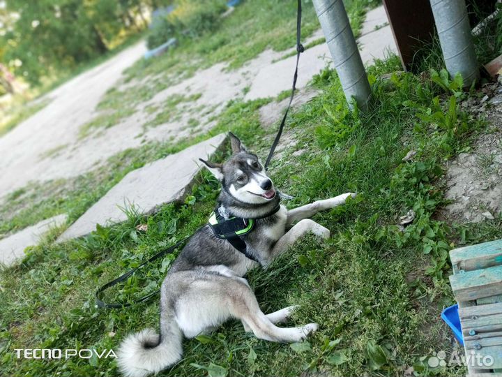 Собаки бесплатно в добрые руки