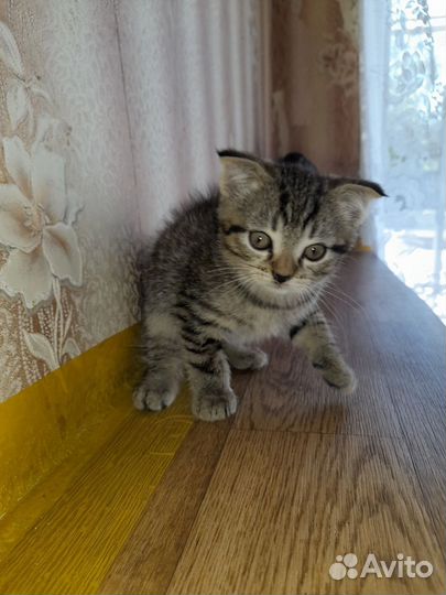 Котик бесплатно