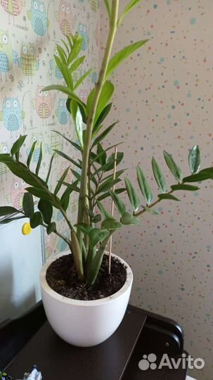 Замиокулькас