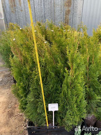 Туя смарагд брабант