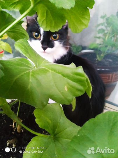 Кошечки ищут заботливых владельцев