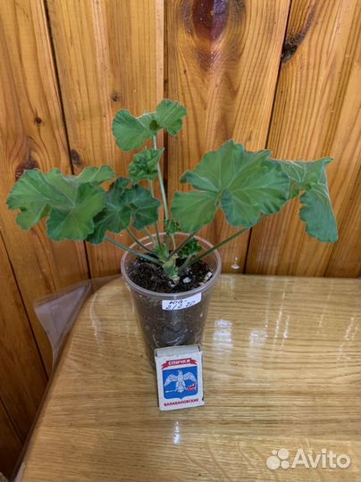 Пеларгония юв-2/2.20