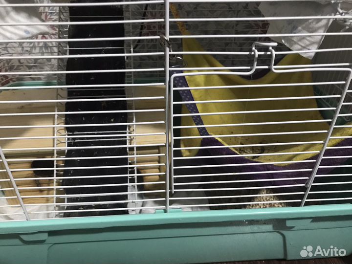 Крыса с клеткой