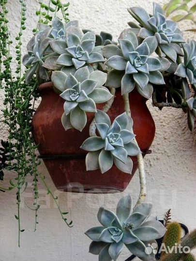 Суккуленты