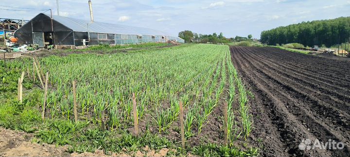 Чеснок озимый