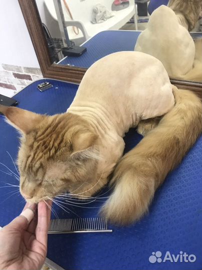 Профессиональный грумер, стрижка животных