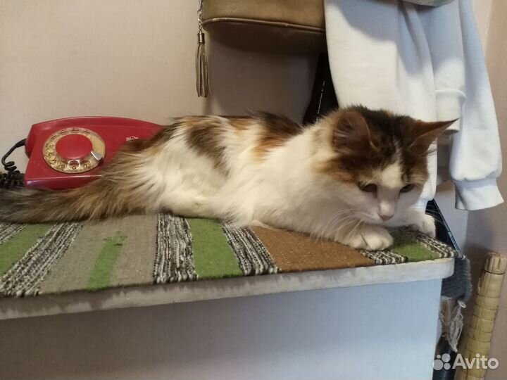 Трёхцветная кошечка на счастье