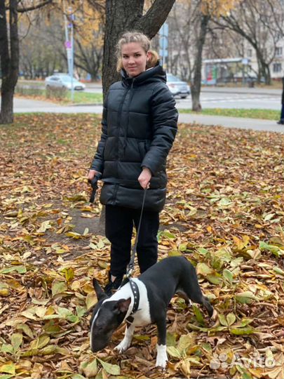 Передержка/Выгул собак