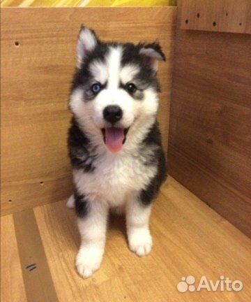 Передержка