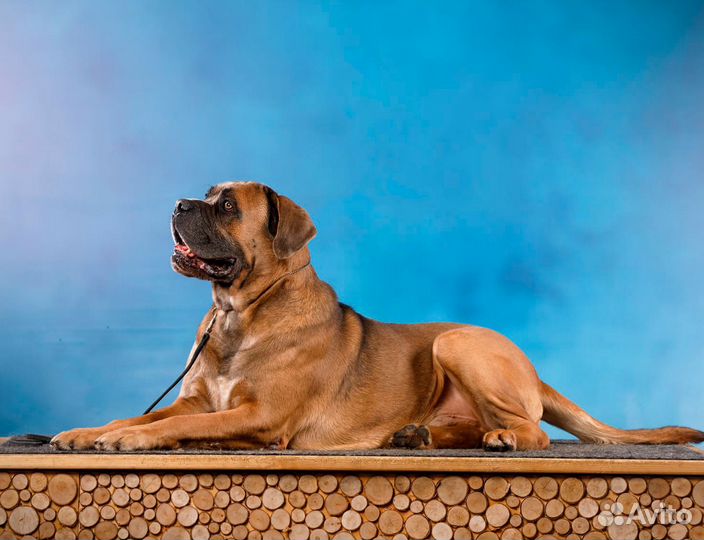 Кане Корсо кобель вязка