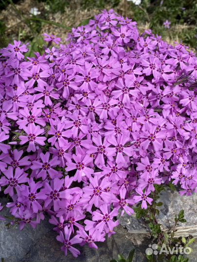 Флокс шиловидный-весенний хит