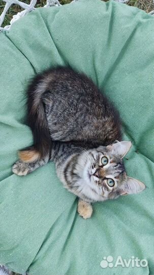 Кошка