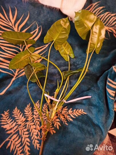 Отросток филодендрон Макс Бурле