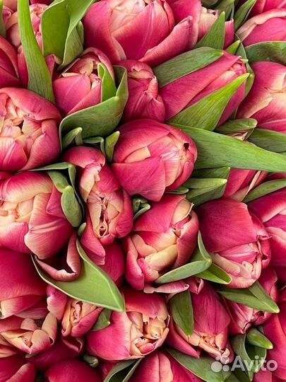 Шикарные тюльпаны оптом 8 марта